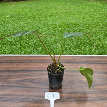 Load image into Gallery viewer, #G10 Philodendron Corsinianum / Bronze Shield