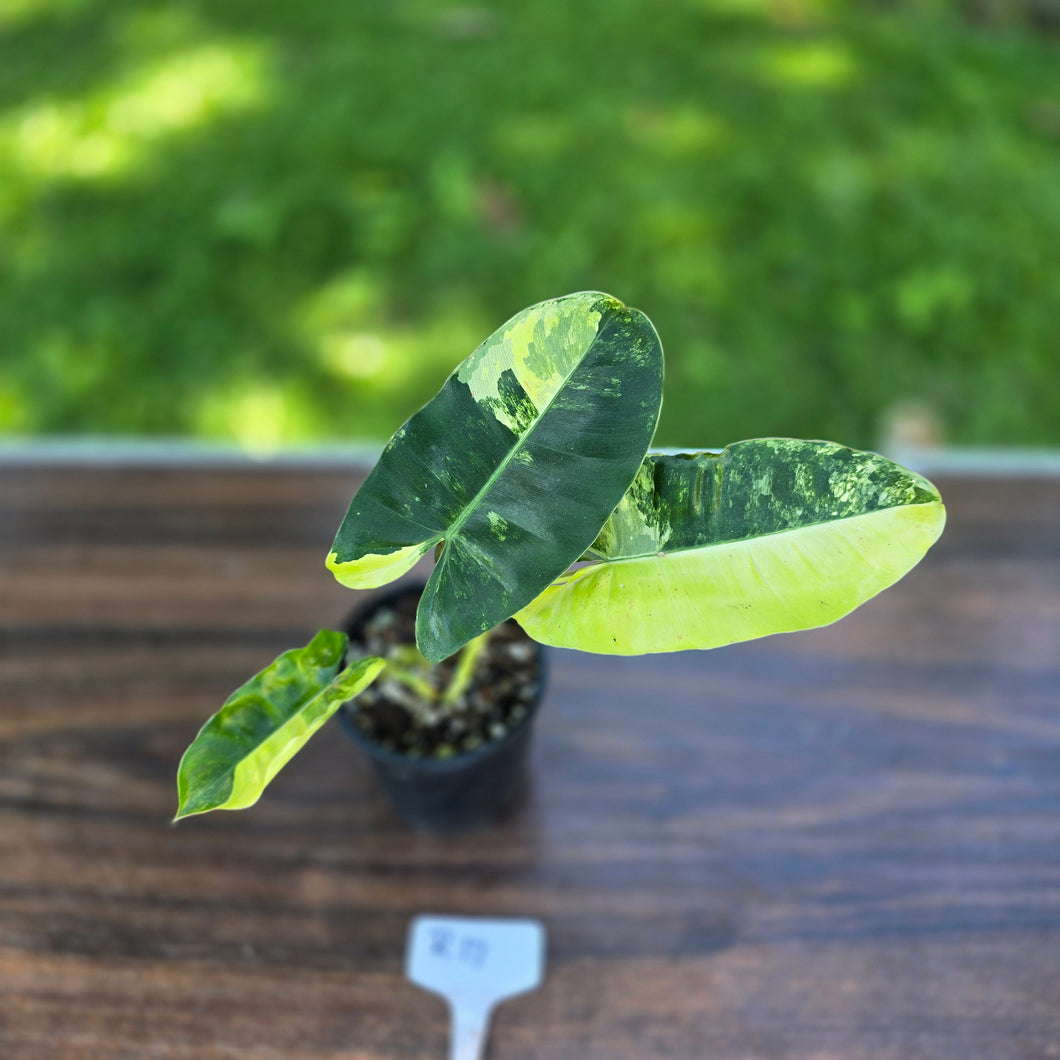 #R17 Variegated Philodendron Burle Marx