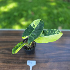 #R17 Variegated Philodendron Burle Marx
