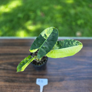 #R17 Variegated Philodendron Burle Marx