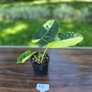 #R17 Variegated Philodendron Burle Marx