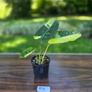 #R17 Variegated Philodendron Burle Marx