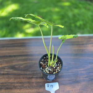 #R17 Variegated Philodendron Burle Marx