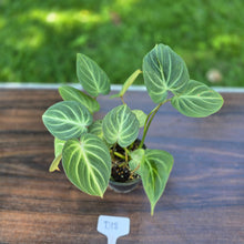 Load image into Gallery viewer, #D18 Philodendron Tinkle Bell