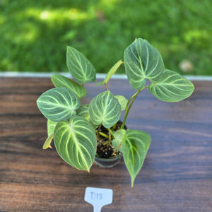 #D18 Philodendron Tinkle Bell