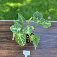 Load image into Gallery viewer, #D18 Philodendron Tinkle Bell