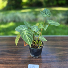 Load image into Gallery viewer, #D18 Philodendron Tinkle Bell