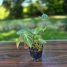 Load image into Gallery viewer, #D18 Philodendron Tinkle Bell