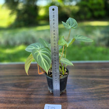 Load image into Gallery viewer, #D18 Philodendron Tinkle Bell