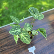 Load image into Gallery viewer, #D18 Philodendron Tinkle Bell
