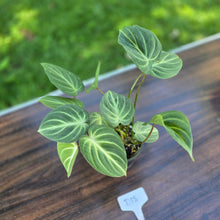 Load image into Gallery viewer, #D18 Philodendron Tinkle Bell