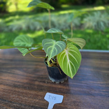 Load image into Gallery viewer, #D18 Philodendron Tinkle Bell
