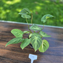 Load image into Gallery viewer, #D18 Philodendron Tinkle Bell