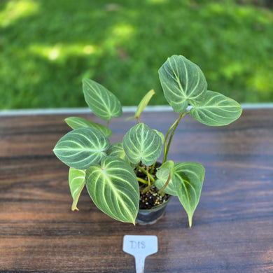 #D18 Philodendron Tinkle Bell