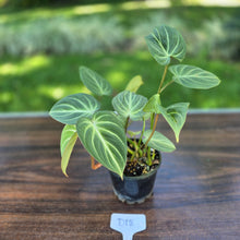 Load image into Gallery viewer, #D18 Philodendron Tinkle Bell