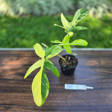 Load image into Gallery viewer, #R69 Philodendron Florida Beauty