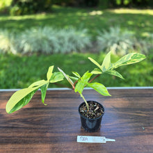 Load image into Gallery viewer, #R69 Philodendron Florida Beauty