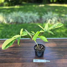 Load image into Gallery viewer, #R69 Philodendron Florida Beauty