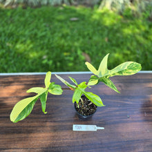 Load image into Gallery viewer, #R69 Philodendron Florida Beauty