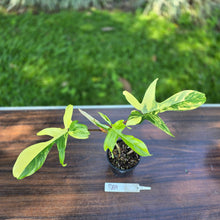 Load image into Gallery viewer, #R69 Philodendron Florida Beauty