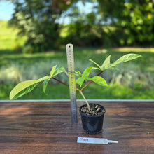Load image into Gallery viewer, #R69 Philodendron Florida Beauty