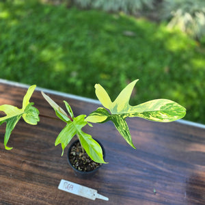 #R69 Philodendron Florida Beauty