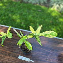 Load image into Gallery viewer, #R69 Philodendron Florida Beauty