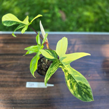 Load image into Gallery viewer, #R69 Philodendron Florida Beauty