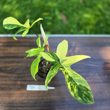 Load image into Gallery viewer, #R69 Philodendron Florida Beauty