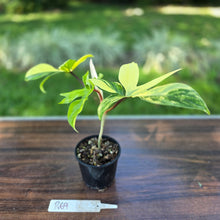Load image into Gallery viewer, #R69 Philodendron Florida Beauty
