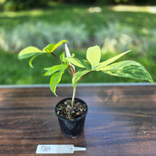 Load image into Gallery viewer, #R69 Philodendron Florida Beauty