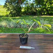 Load image into Gallery viewer, #R69 Philodendron Florida Beauty