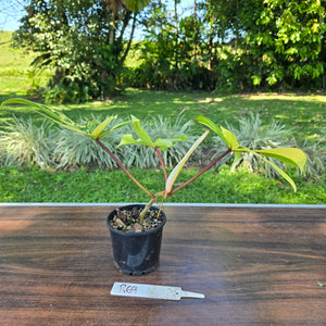 #R69 Philodendron Florida Beauty