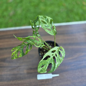#D111 Variegated Monstera Adansonii Mint