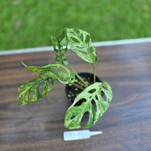 Load image into Gallery viewer, #D111 Variegated Monstera Adansonii Mint