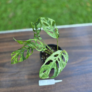 #D111 Variegated Monstera Adansonii Mint