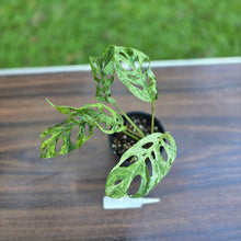 Load image into Gallery viewer, #D111 Variegated Monstera Adansonii Mint