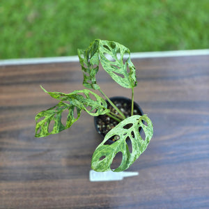 #D111 Variegated Monstera Adansonii Mint