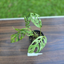 Load image into Gallery viewer, #D111 Variegated Monstera Adansonii Mint