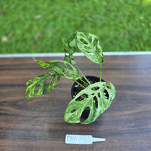 Load image into Gallery viewer, #D111 Variegated Monstera Adansonii Mint