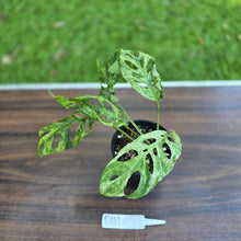 Load image into Gallery viewer, #D111 Variegated Monstera Adansonii Mint