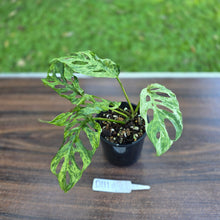 Load image into Gallery viewer, #D111 Variegated Monstera Adansonii Mint
