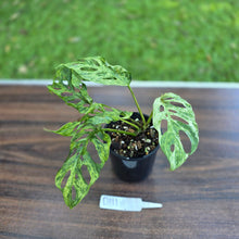 Load image into Gallery viewer, #D111 Variegated Monstera Adansonii Mint