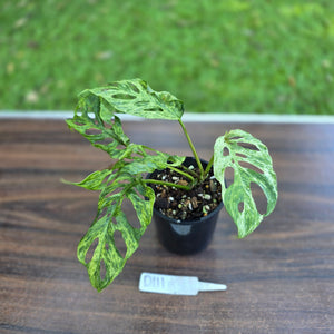 #D111 Variegated Monstera Adansonii Mint