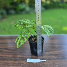Load image into Gallery viewer, #D111 Variegated Monstera Adansonii Mint