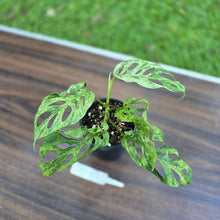 Load image into Gallery viewer, #D111 Variegated Monstera Adansonii Mint