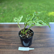 Load image into Gallery viewer, #D111 Variegated Monstera Adansonii Mint