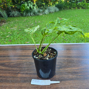 #D111 Variegated Monstera Adansonii Mint
