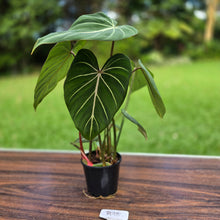Load image into Gallery viewer, #R95 Philodendron Gloriosum