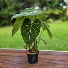 Load image into Gallery viewer, #R95 Philodendron Gloriosum